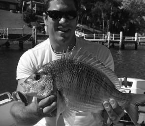 There have been plenty of good bream on the chew around Brisbane Water.